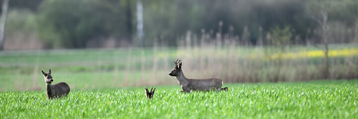 Zwei oder drei Rehböcke besuchen den Bauern auf dem Ackerland in Deutschland. Wildtier Herde in...