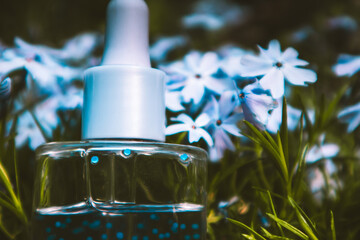 Glass serum cosmetic bottle with essential oil on a ground among violet, purple flowers top view. Rural skincare product. Cosmetics essential oil.