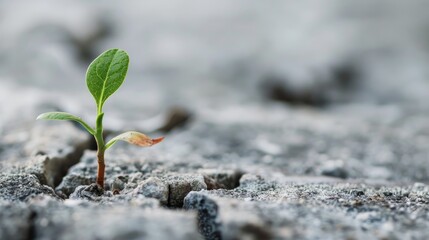 Encouraging Message of Persistence against a Plain White Background