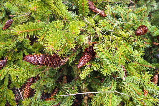 Needles and cones. Picea abies, Norway or European spruce, is a species native to Europe. Norway spruce is a large, fast-growing evergreen coniferous tree. Coniferous taiga forest in Karelia. Taiga