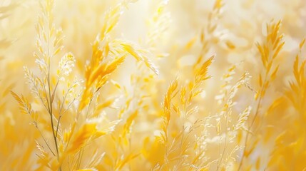 Gentle breeze against a backdrop of yellow