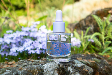 Glass serum cosmetic bottle with essential oil on a ground among violet, purple flowers top view. Rural skincare product. Cosmetics essential oil.