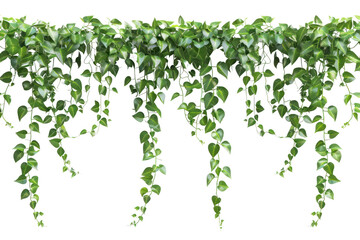 PNG Hanging plant leaf ivy white background