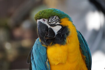 Close Up vom Kopf eines Aras, tropischer Papagei mit blauen und gelben Federn und großem Schnabel