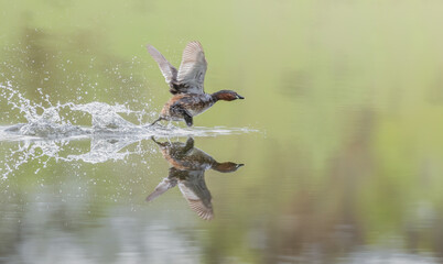 Little Grebe or Dabchick running on water
