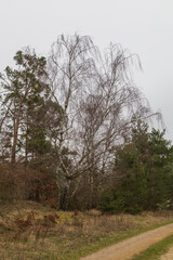 Spring landscape on a rainy day. Fields, roads, meadows