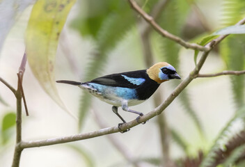 Golden-hooded Tanager (Stilpnia larvata)