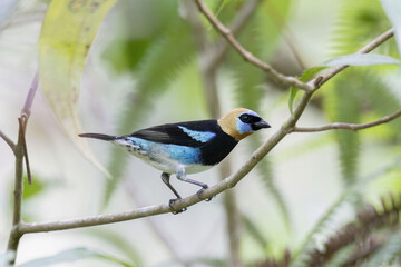 Golden-hooded Tanager (Stilpnia larvata)