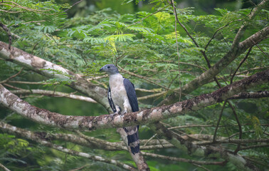 Gray-headed Kite (Leptodon cayanensis)
