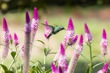 Obraz premium View of a hummingbird feeding on some wild flowers