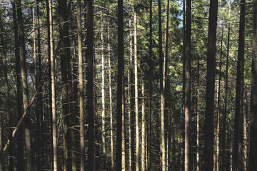 tall coniferous trees in the forest

