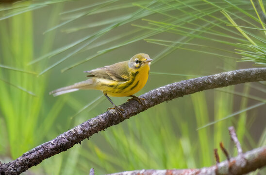 Prairie Warbler (Setophaga discolor)