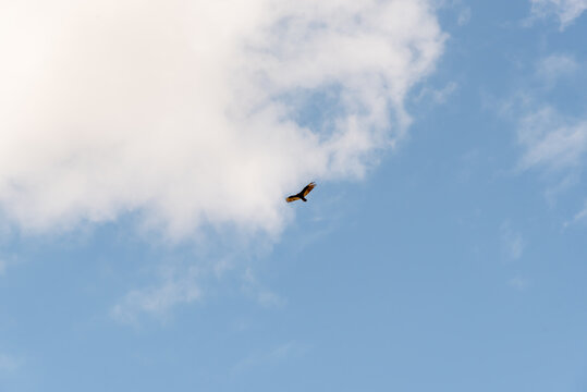 A Turkey Vulture Flying High In A Blue And Cloudy Spring Sky In Wisconsin