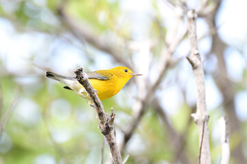 Prothonotary Warbler (Protonotaria citrea)