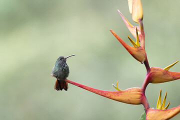 Obraz premium Rufous-tailed Hummingbird (Amazilia tzacatl)