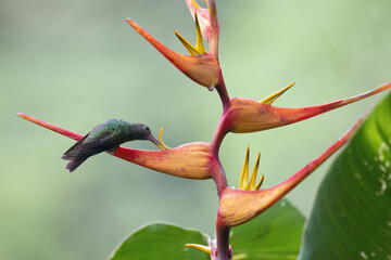 Obraz premium Rufous-tailed Hummingbird (Amazilia tzacatl)