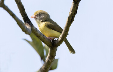 Scrub Greenlet or Scrub Vireo (Hylophilus flavipes)