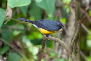  Slate-throated Redstar (Myioborus miniatus)