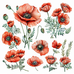 Captivating watercolor poppy clipart set in pastel hues, perfect for adding a touch of elegance to stationery, art prints, and social media graphics.