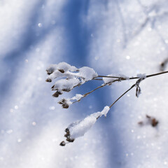 snow covered plant	