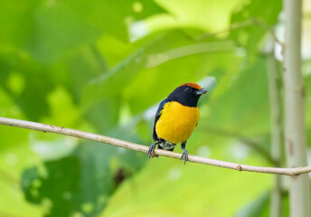 Tawny-capped Euphonia (Euphonia anneae)