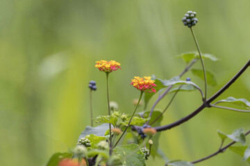 Fototapeta premium Close up view of beautiful wild flowers