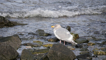 Seagull on the beach of Porteau Cove Provincial Park in British Columbia, Canada