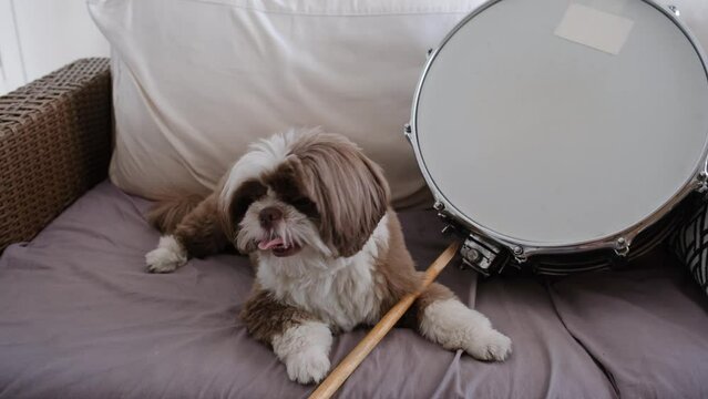 Shih Tzu dog with its tongue sticking out next to a drumstick and a drum snare.