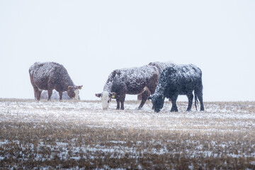 Cattle covered in snow graze during a spring blizzard on the Alberta prairies in Rocky View County.