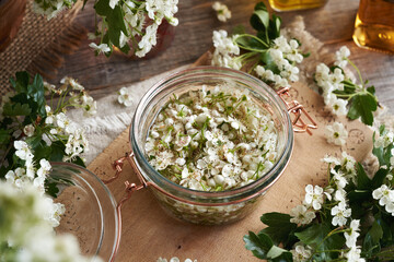 A jar filled with fresh hawthorn blossoms and alcohol, to prepare herbal tincture for the heart - obrazy, fototapety, plakaty