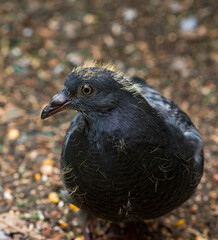 close up of a pigeon