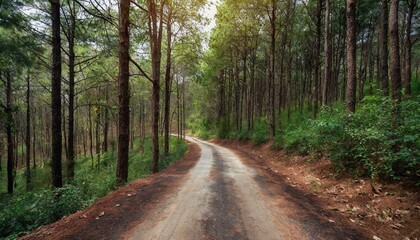 Fototapeta na wymiar 林道の風景