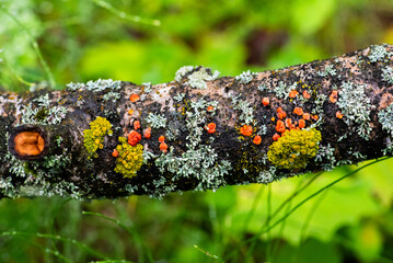 red and green moss