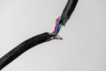 Broken black electric cord with red and electric blue wires intertwined. Damaged power electrical cable on white background, close up - 786642375