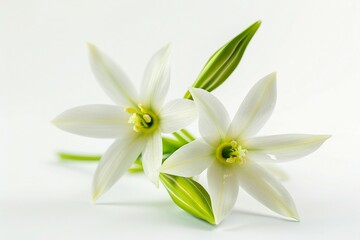 Fototapeta premium three white flowers with green stems on a white background