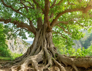 Obraz premium panoramic photo of an ancient tree with thick roots and a wide crown, lush green leaves in a forest landscape with natural light
