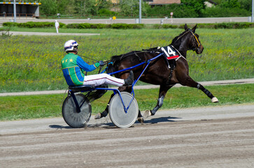 Racing horses trots and rider on a track of stadium. Competitions for trotting horse racing. Horses compete in harness racing. Horse runing at the track with rider.
