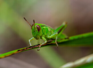grasshopper on a leaf