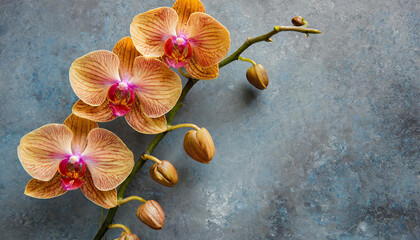 Three orange orchids on a blue-gray backdrop with space for text or image
