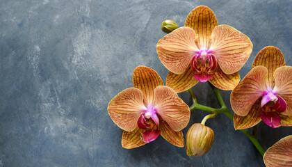 Three orange orchids on a blue-gray backdrop with space for text or image