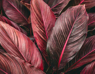 tropical leaves background, dark red toned, abstract natural texture concept