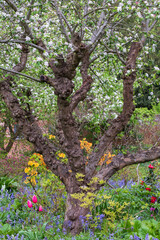 Nature takeover in a bedhead garden: bluebells and other spring  flowers grow outside the...