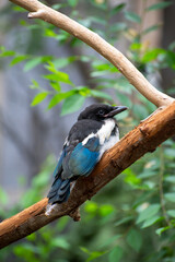 Magpie on a branch