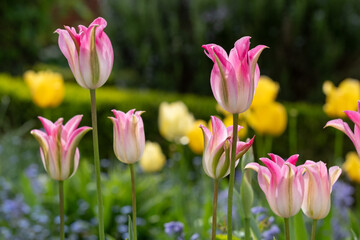 Fototapeta premium Colourful tulips amidst other spring flowers at Eastcote House Gardens, historic walled garden, London UK