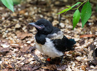 Magpie chick on the ground