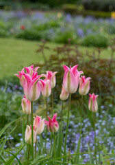Obraz premium Colourful tulips amidst other spring flowers at Eastcote House Gardens, historic walled garden, London UK