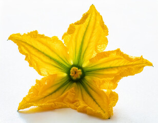 Fototapeta premium Yellow pumpkin or zucchini flower isolated on a white background.