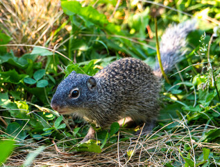 Baby Franklin's ground squirrel in the grass