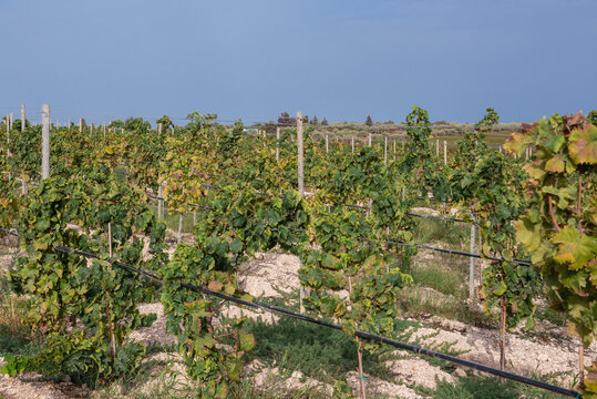 Terre di Noto di A. Di Marco vineyard on the island of Sicily, Italy