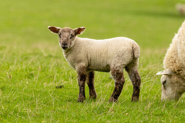 Cute lamb in a green field